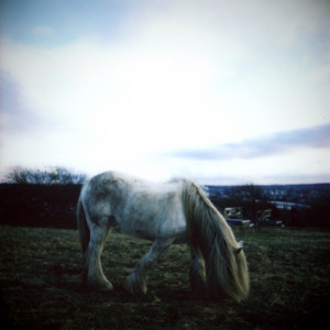 Indica Fields by Dean McPhee