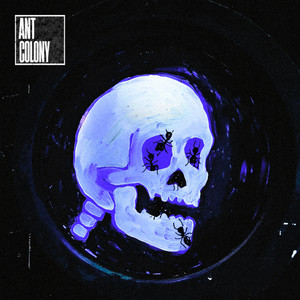 She's So Right by Ant Colony