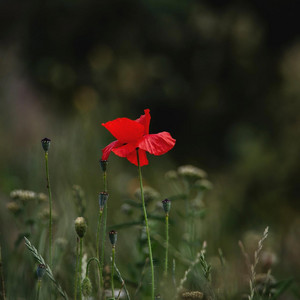 THEHEM by Emir