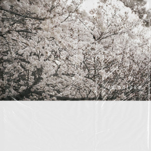 いつか満開の花の下で
