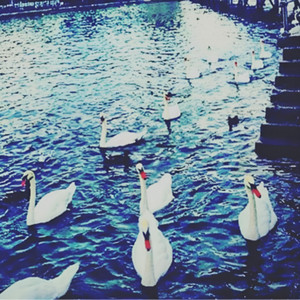 The Swans Are Dancing by Thomas Haueter
