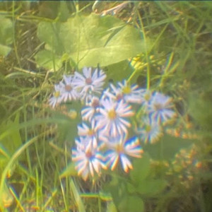 mandy - demo by she's green