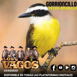Gorrioncillo Pecho Amarillo