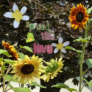 flowers by toady