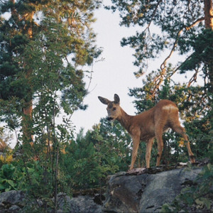 deer by ONDA, 96 Zeus