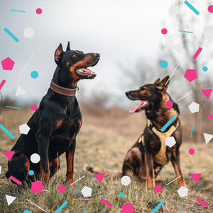 Hip Music for Sweet Puppy Moods - Trumpet Solo album
