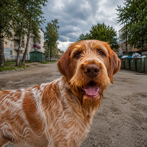 Рыжий пес из Шостки
