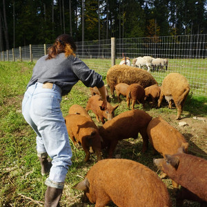 i want to be a farm cat v.2 by Sara Carbone