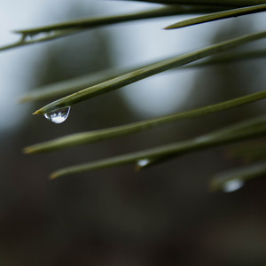 Soaked Stillness by Mist & Moon