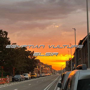 Egyptian vulture - Freestyle by ELSIR