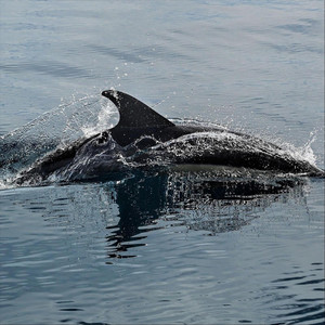Fin by Moonlit Reef