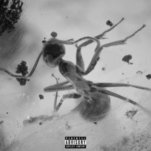 INSECTS by DUSTY