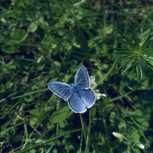 Nitsui - Variation 5