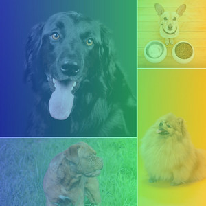Breathtaking Music for Peaceful Puppy Time - Latin Music album