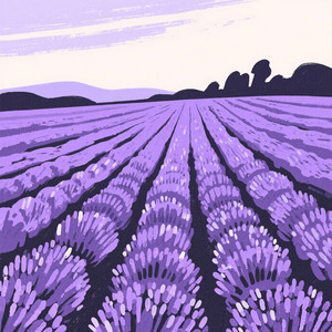 ดาวที่ส่องแสง - สถานที่กุหลาบของฉัน