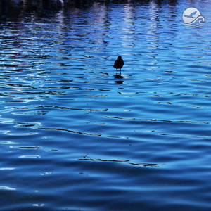 Aquatic by Yuforia, Slowflight