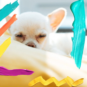 Lovely Bgm for Training Your Puppy album