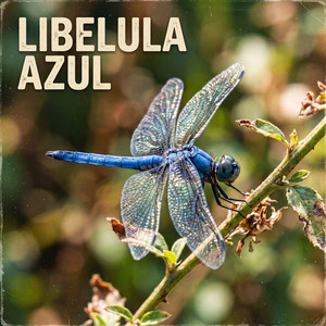 LIBELULA AZUL by PARIGUALLO RD
