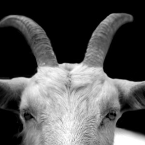 Majorzin dos beats - Goat Beatt