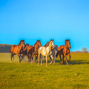Por el Arauca Abajo by Justo Silva