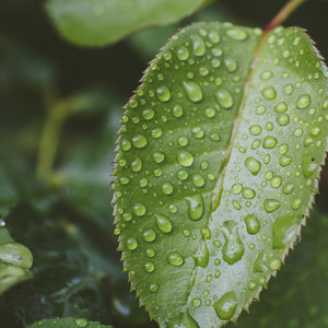 30 Vitalizing Sounds of Rain in the Wonderfulness album