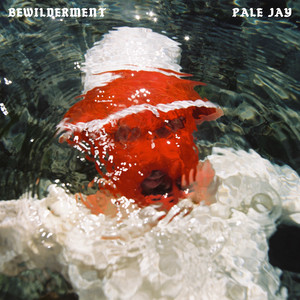 Bewilderment by Pale Jay