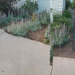 No Ordinary Word by Curbside Lambsear