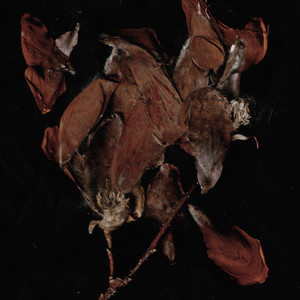Demon-Haunted World by Spirituals