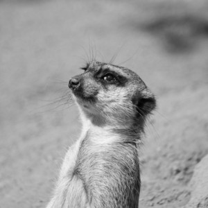 Give Me Something by Grady