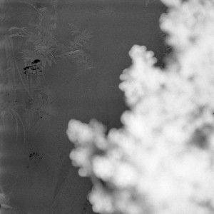 Flower in a Gun
