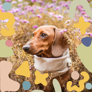 Music for Grooming Your Pup - Serene Glockenspiel Music album