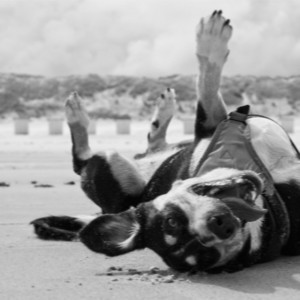 Como un Perro en la Playa by Monstruo Laberinto