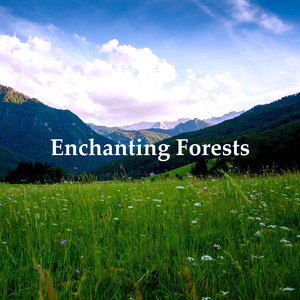Enchanting Forests