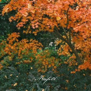 Maple by Nylon & Cedar