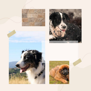 Tasteful Music for Relaxing Your Dog - Trumpet Solo album
