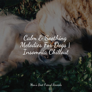 Calm & Soothing Melodies For Dogs | Insomnia Chillout album