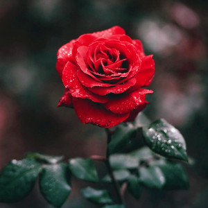 Wes Wavy - Call You Rose (Remix)