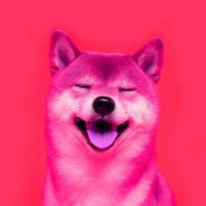 Bossa Guitar Trio - Ambiance for Comfortable Hounds album