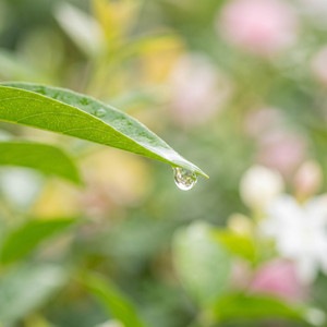 Dewdrop Lens by Mogensen