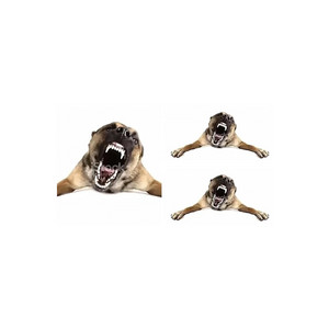 beast, dawg, canine by beev