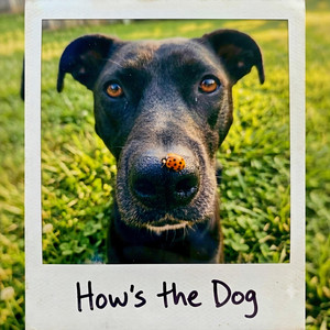 How's the Dog by Joshua Lassi
