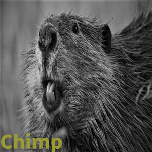Chimp