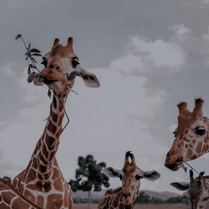 Sacred Silence Streams - Safari Trip