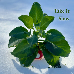 Take it Slow by Shannon Tehya