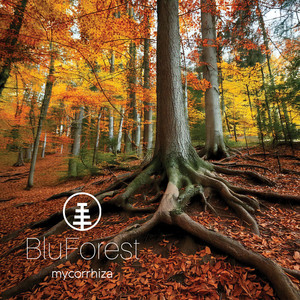 mycorrhiza by BluForest
