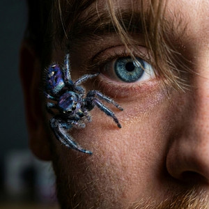 Arachnophobia