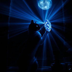The Hero Cat by BRAYAN DE LA ROSA