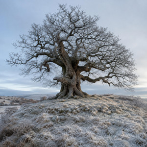 Root and Rime by Halvard