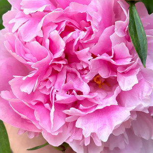 Waster by Band of Flowers