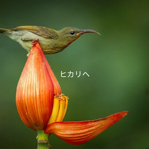 ヒカリヘ